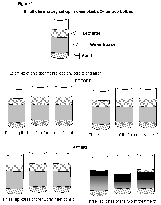 Graphic showing earthworm observatory created in 2 liter bottles