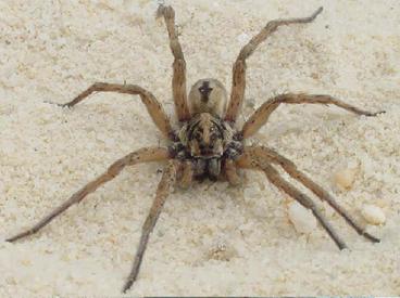 Large beige 8-legged spider on sand